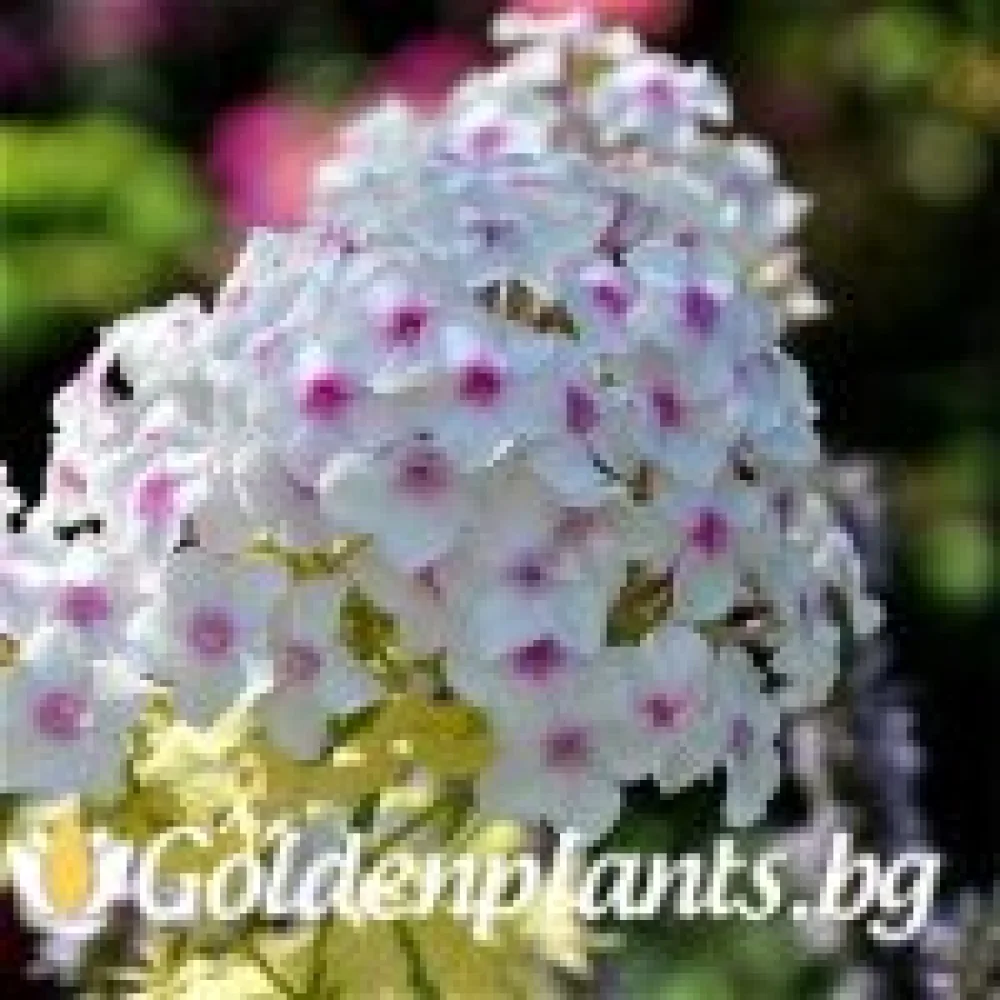 Алпийски флокс шарен · растение за двора