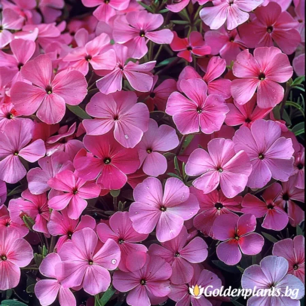 Самсон · флокс