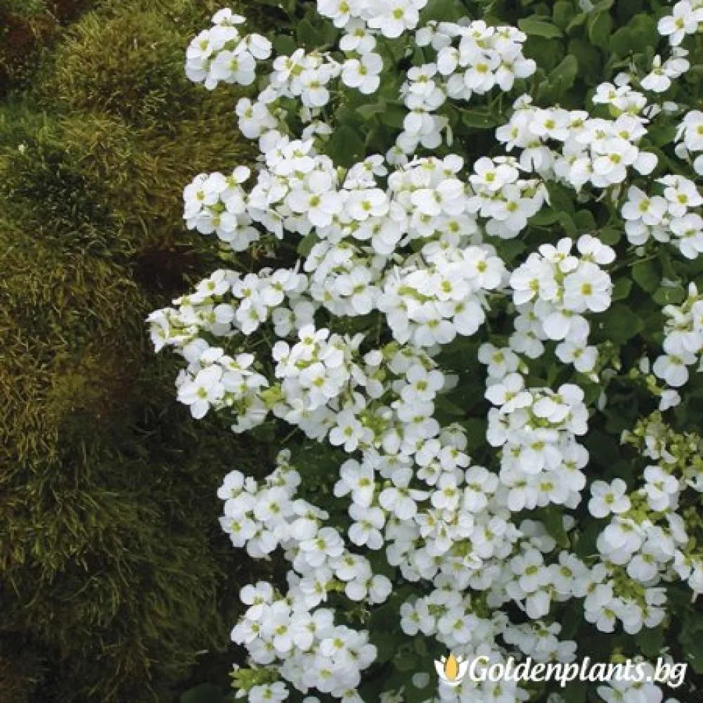 Снежна Шапка · арабис