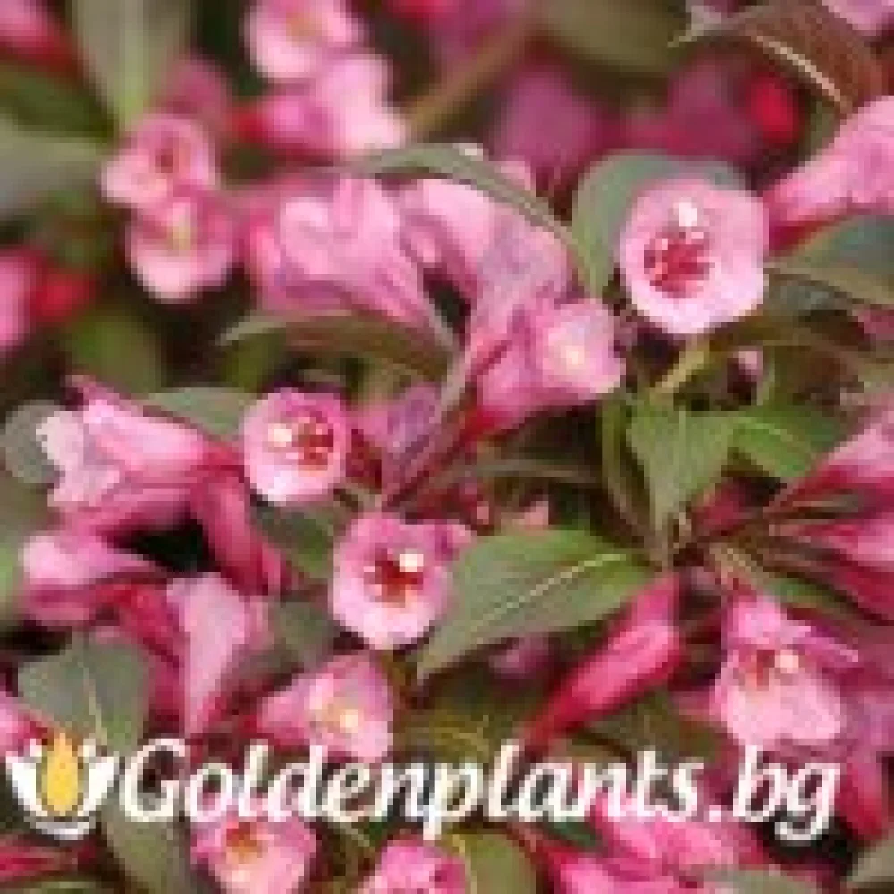 Вайгела florida Purpurea · за зелен двор