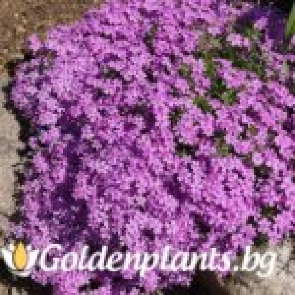 Алпийски Флокс Purple Beauty · растение за двора