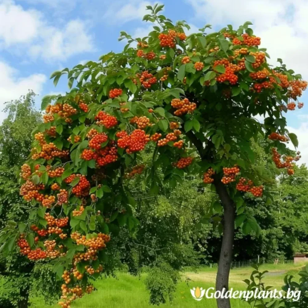 Плачеща Офика 140см · за зелен двор