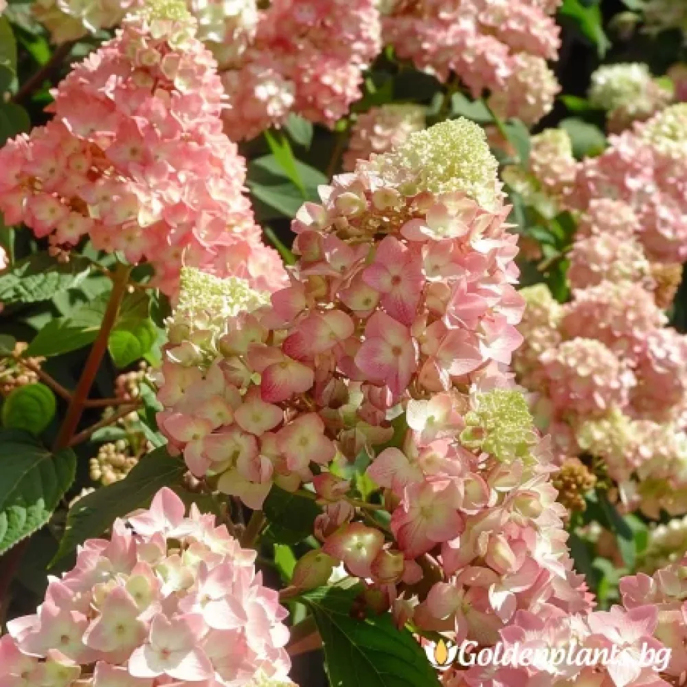 Розова Дама · хортензия