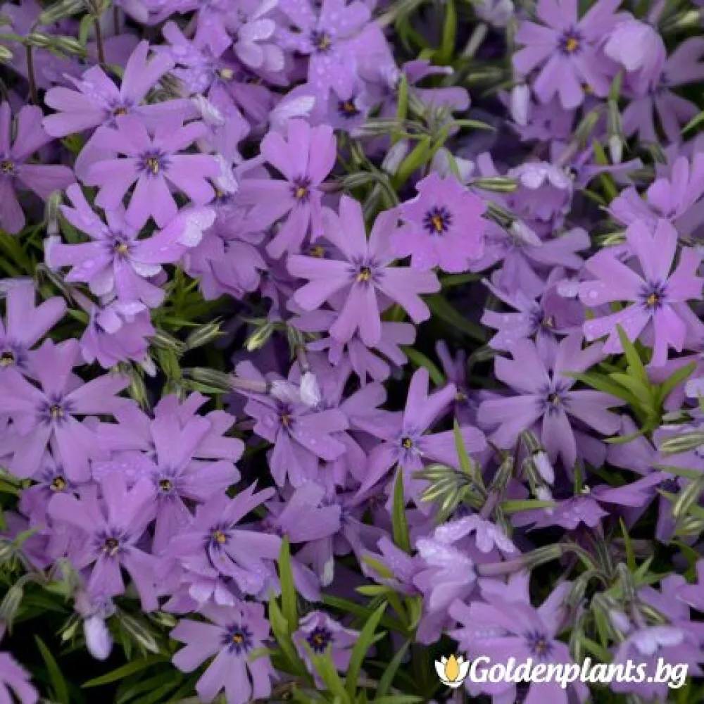 Алпийски Флокс Purple Beauty · растение за двора