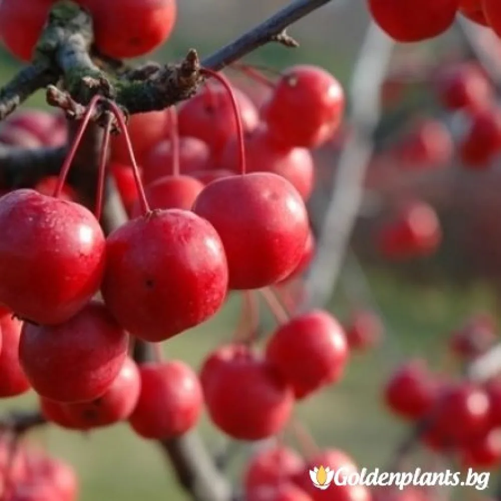 Декоративна райска ябълка ‘Ола’