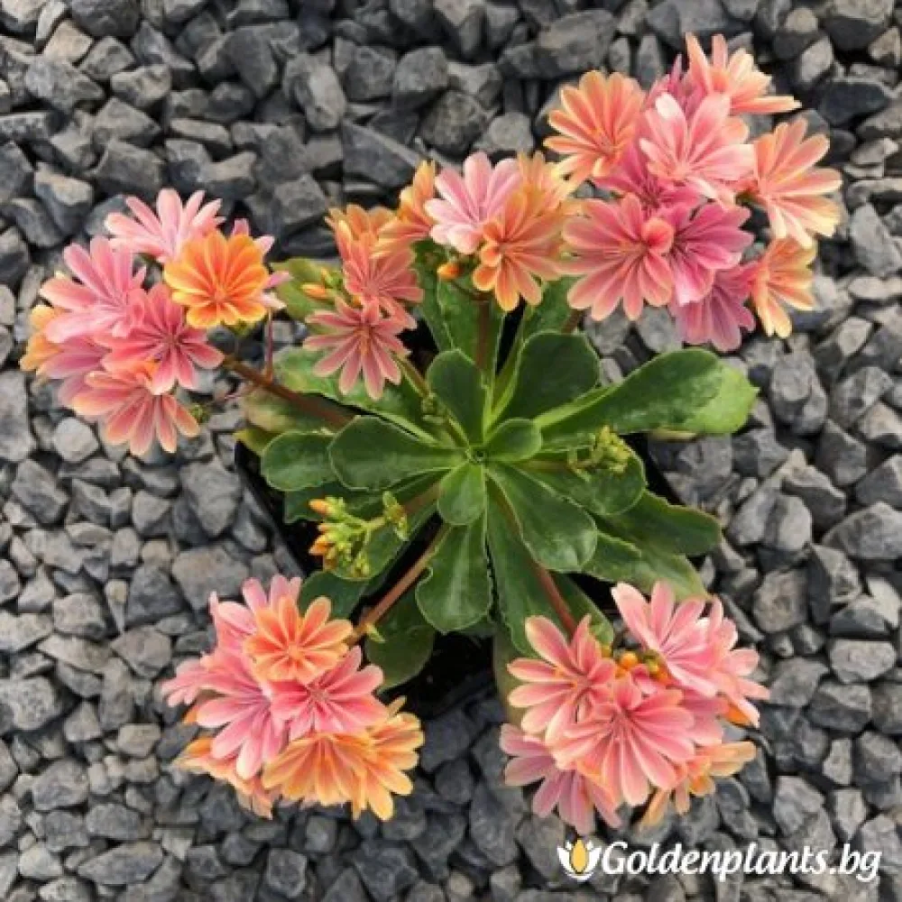 Левизия ‘Дъга’