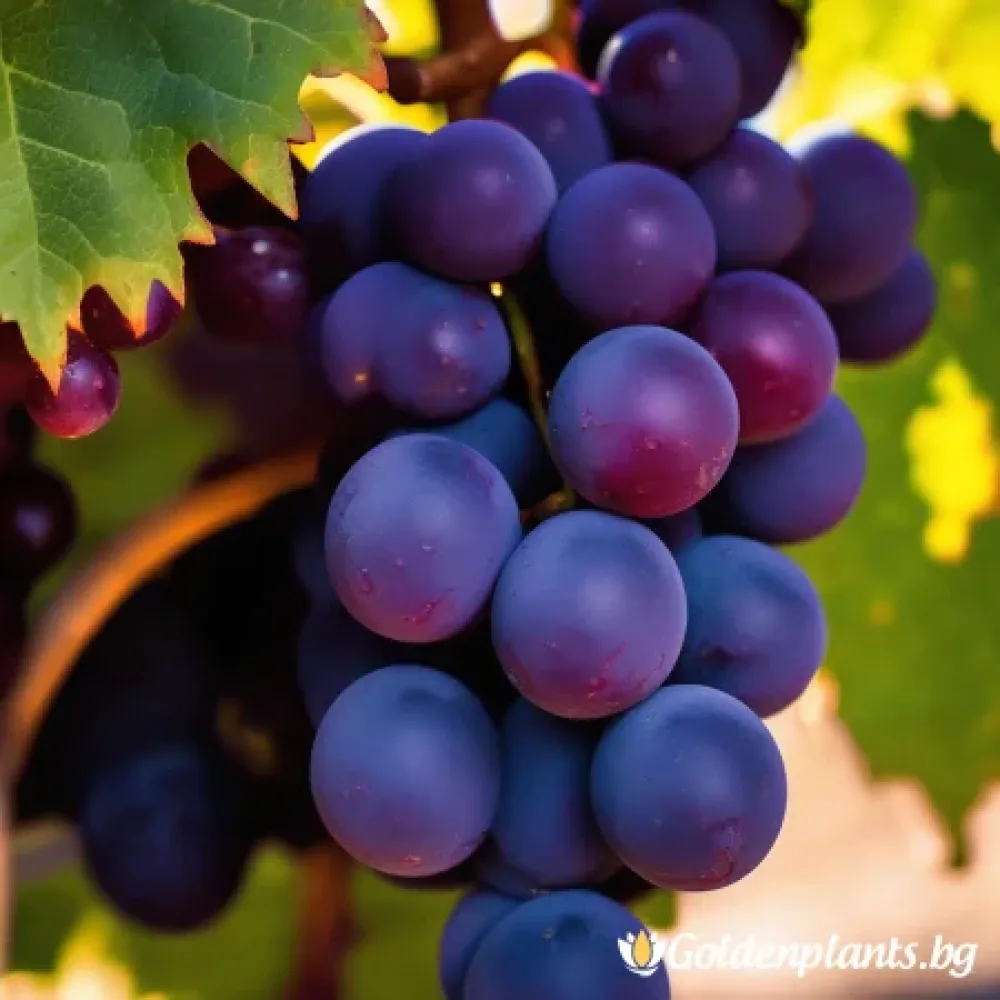Лоза сорт Каберне Совиньон /Cabernet sauvignon/- ранно зреещ · лоза за собствен грозд