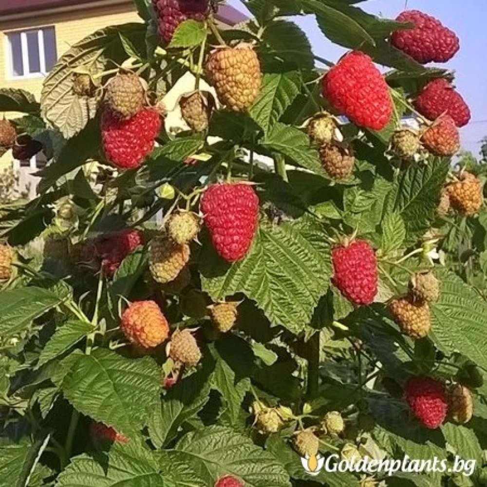 Малина Делнива · за овощната градина