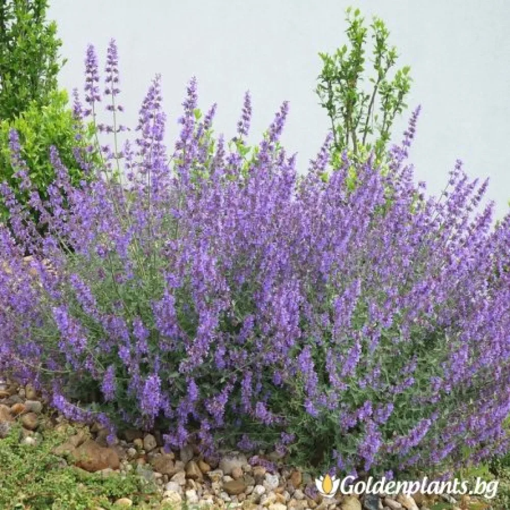 Непета - Котешка трева Шест хълма · за зелен двор