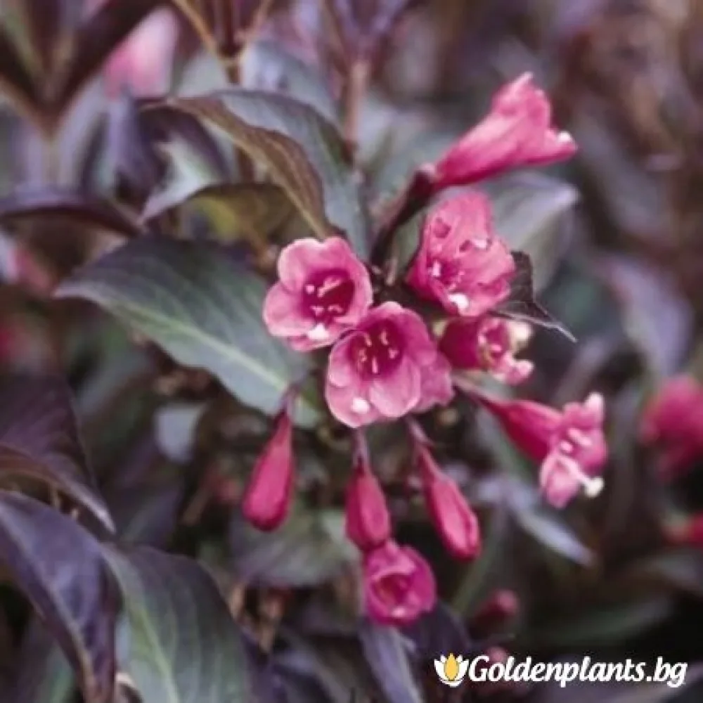 Вайгела florida Purpurea · за зелен двор