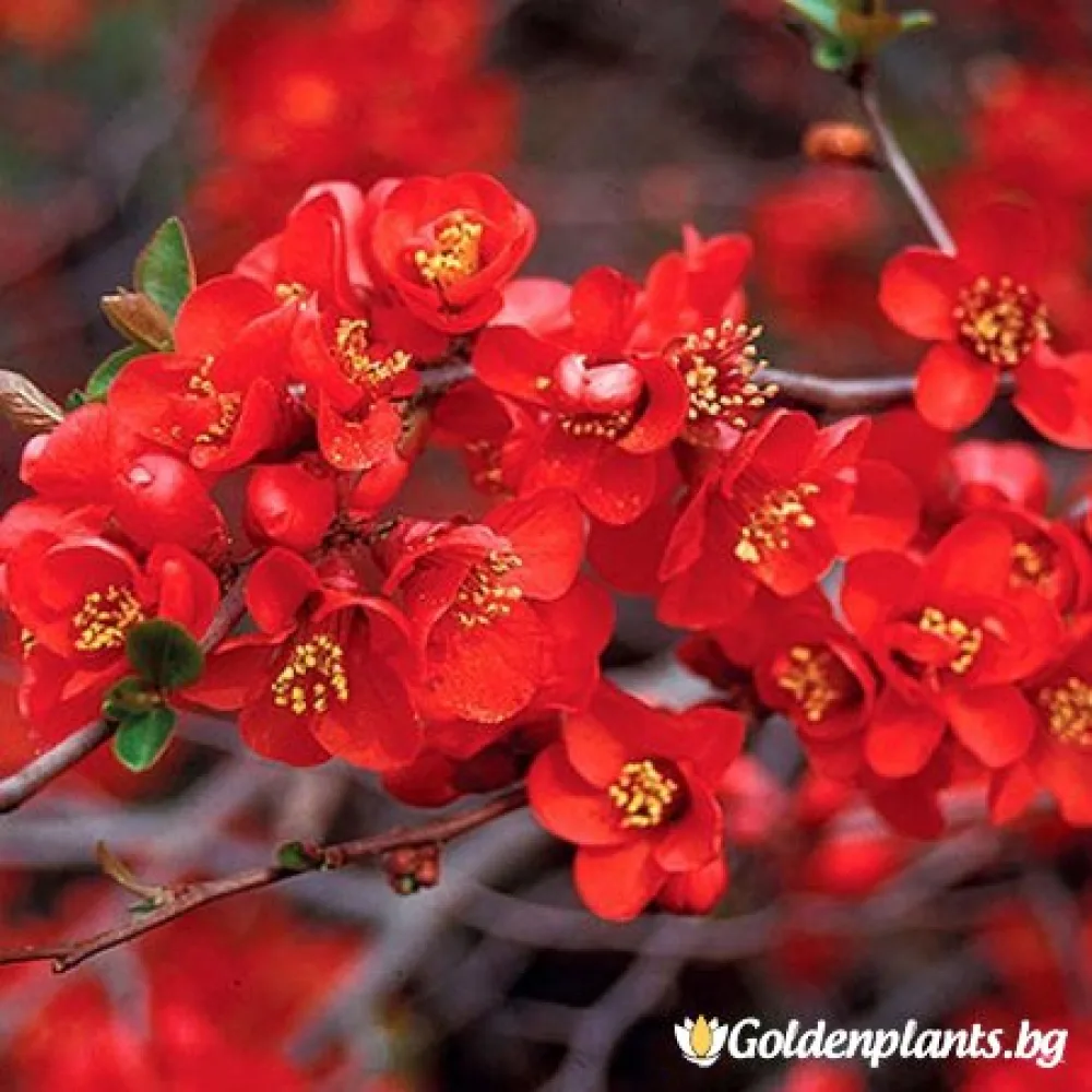 Японска дюля Crimson and Gold · за зелен двор