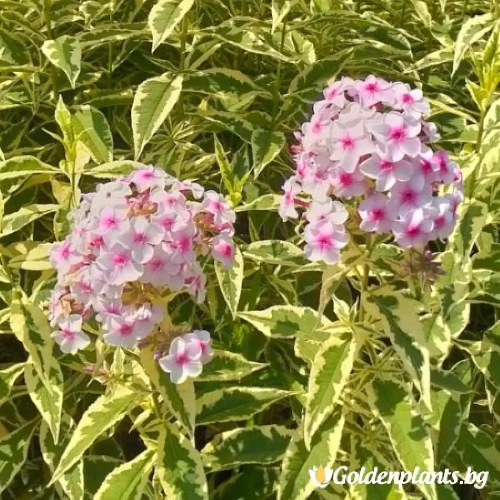 Алпийски флокс шарен · растение за двора
