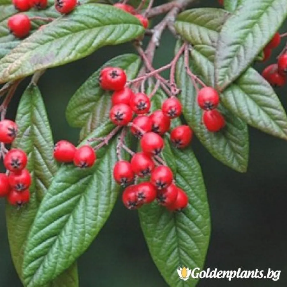 Котонеастър Salicifolia · за плътен жив плет