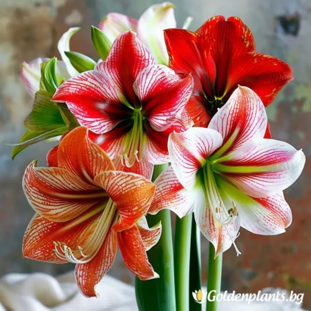 Микс · амаралис