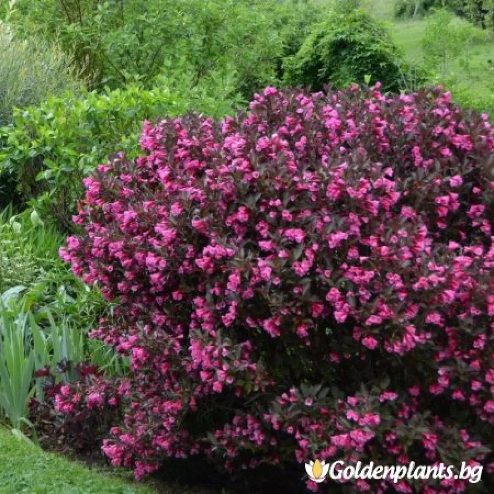 Вайгела florida Purpurea · за зелен двор