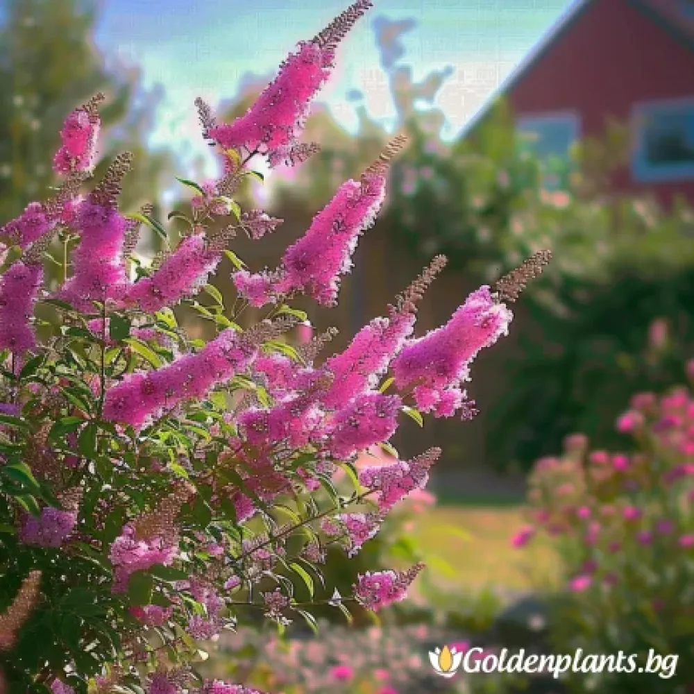 Летен люляк от сорта Розова наслада