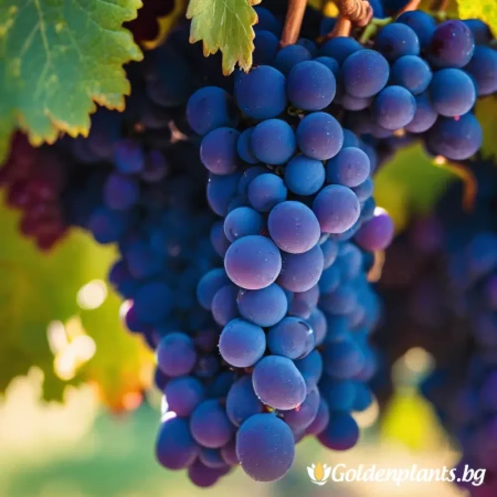 Лоза сорт Сира /Syrah/- ранно зреещ · лоза за собствен грозд