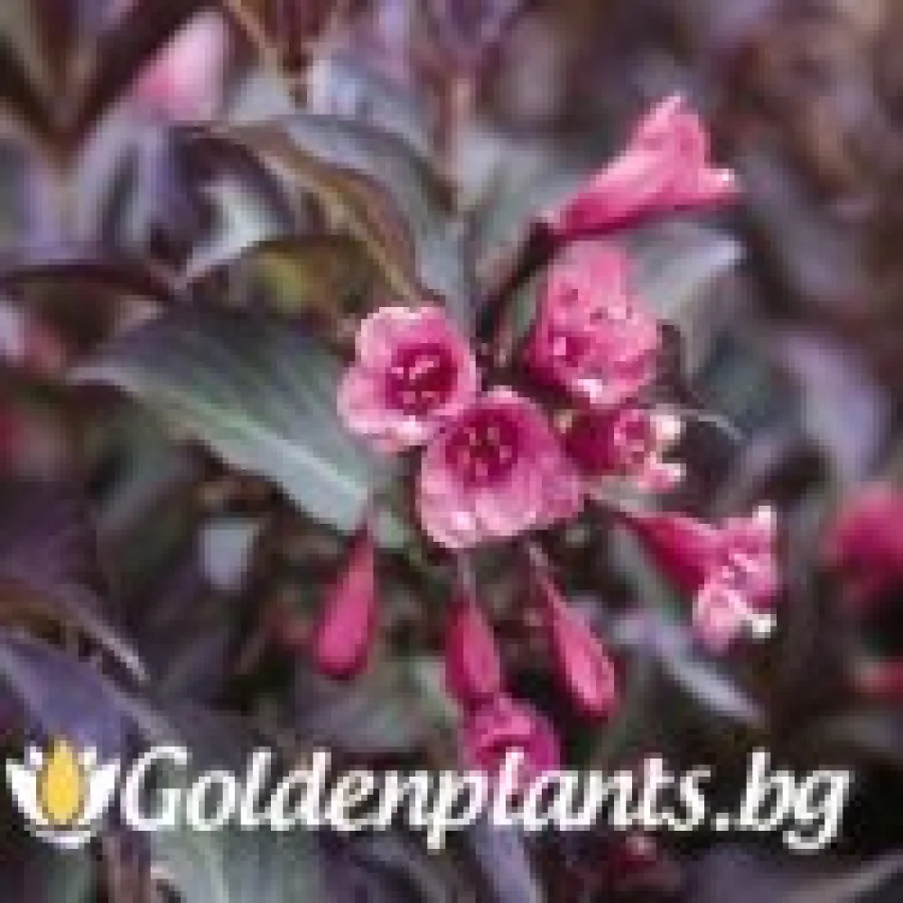 Вайгела florida Purpurea · за зелен двор