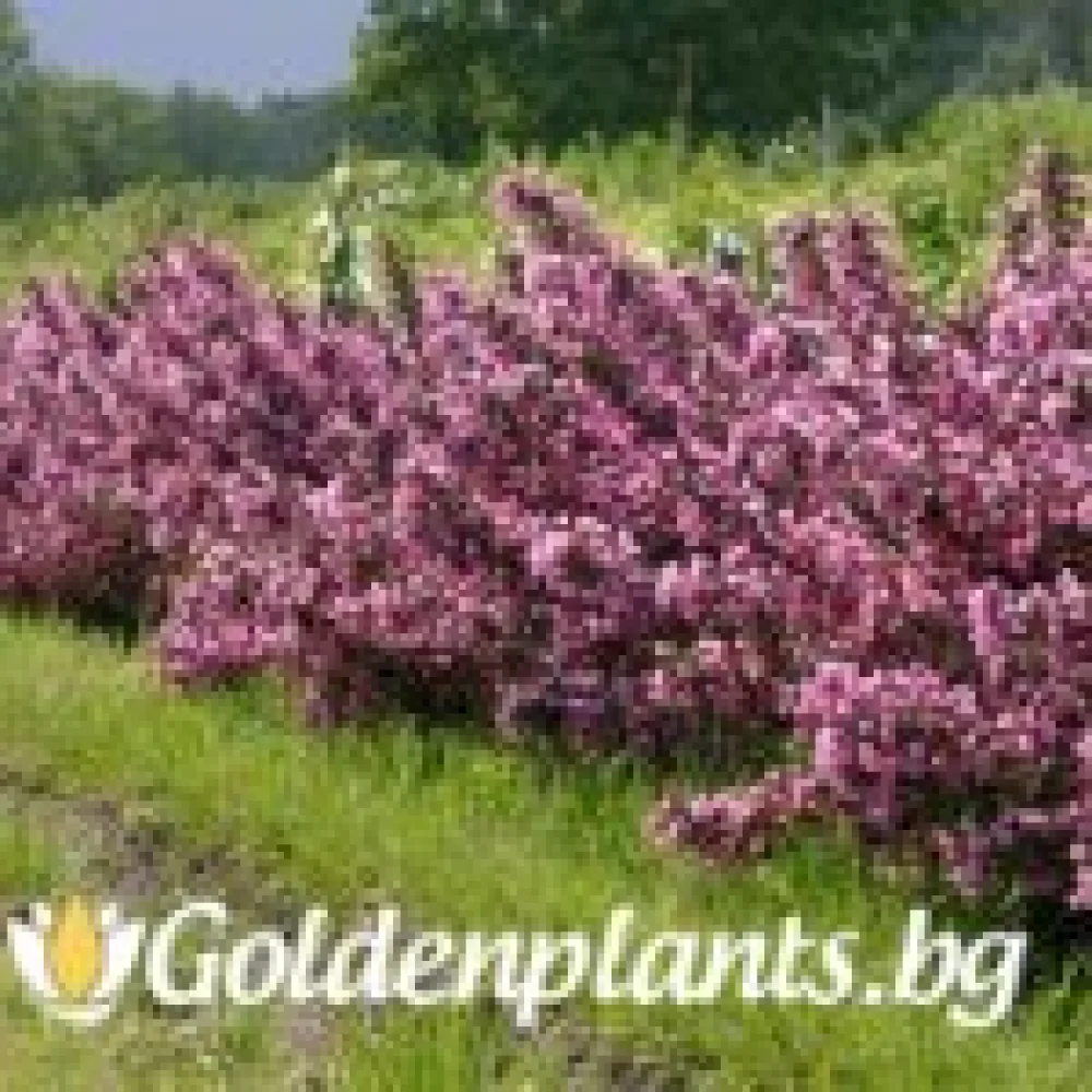 Вайгела florida Purpurea · за зелен двор
