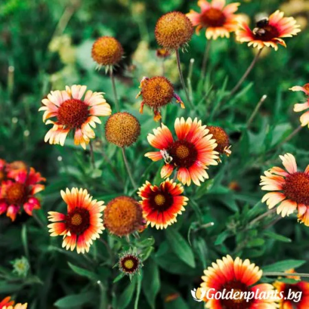 Гайлардия оранжева / Gaillardia · за цветни лехи