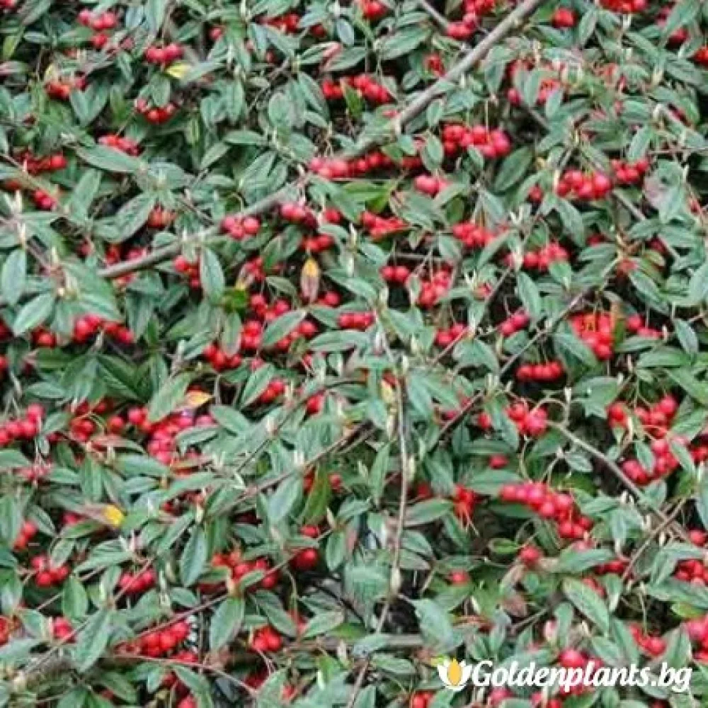 Котонеастър Salicifolia · за плътен жив плет