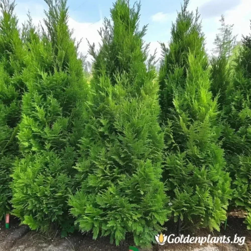 Западна Туя от сорта Атровиренс