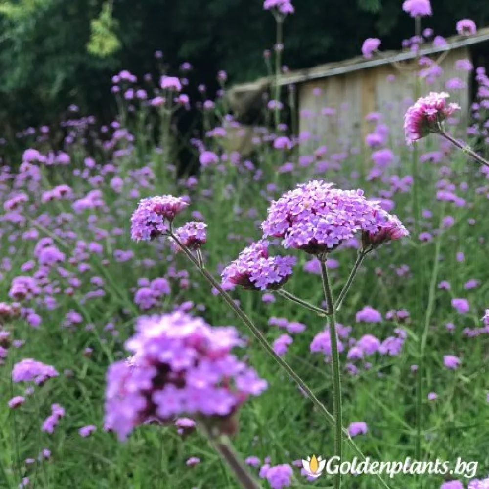 Verbena ‘Вербена Бонариензис’