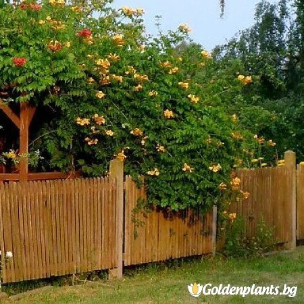 Тромпетна лоза - Текома Флава · за зелен двор