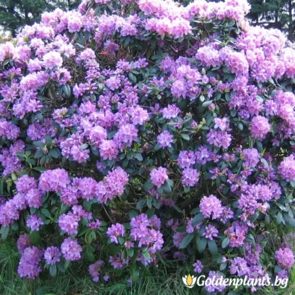 Катаубиенсе Грандифлорум · рододендрон