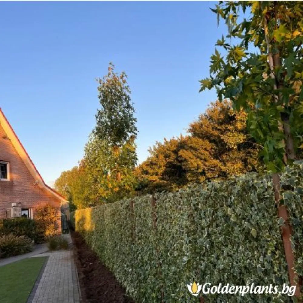 Бръшлян от сорта Златно дете