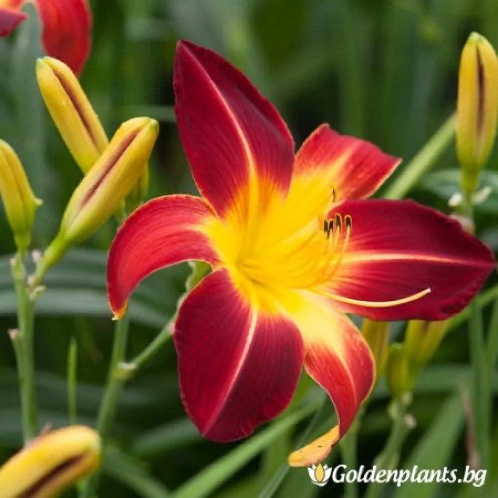 Хемерокалис /Hemerocallis · за цветни лехи