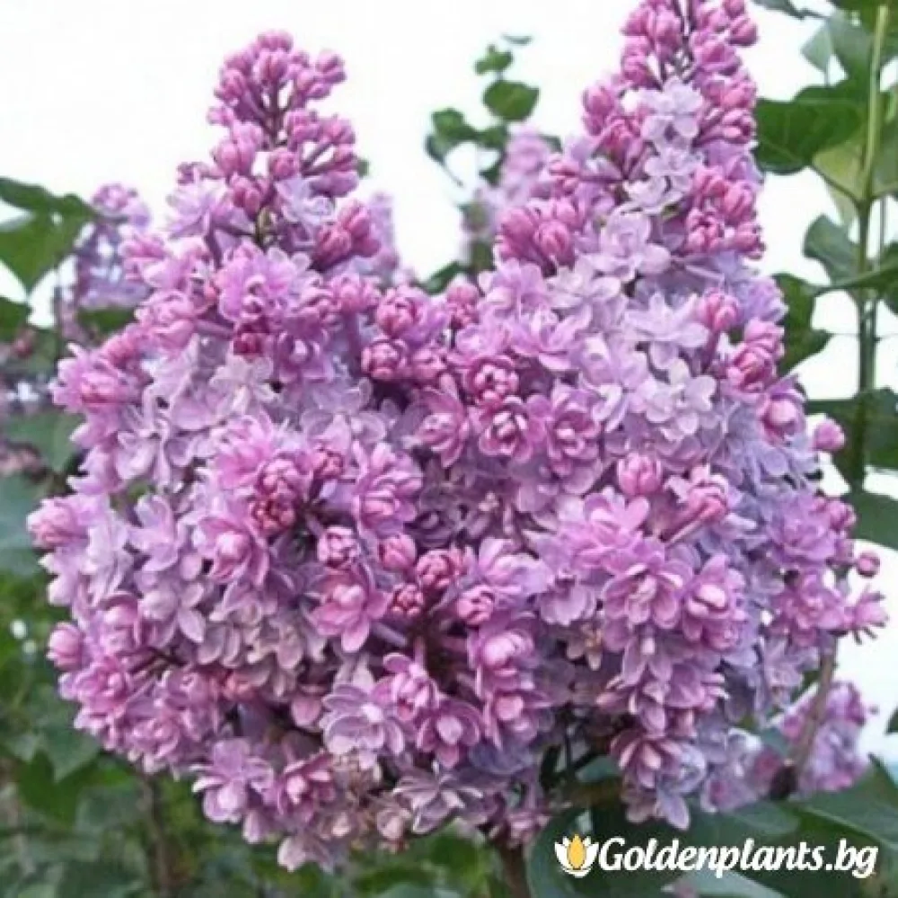 Люляк от сорта Колхозница