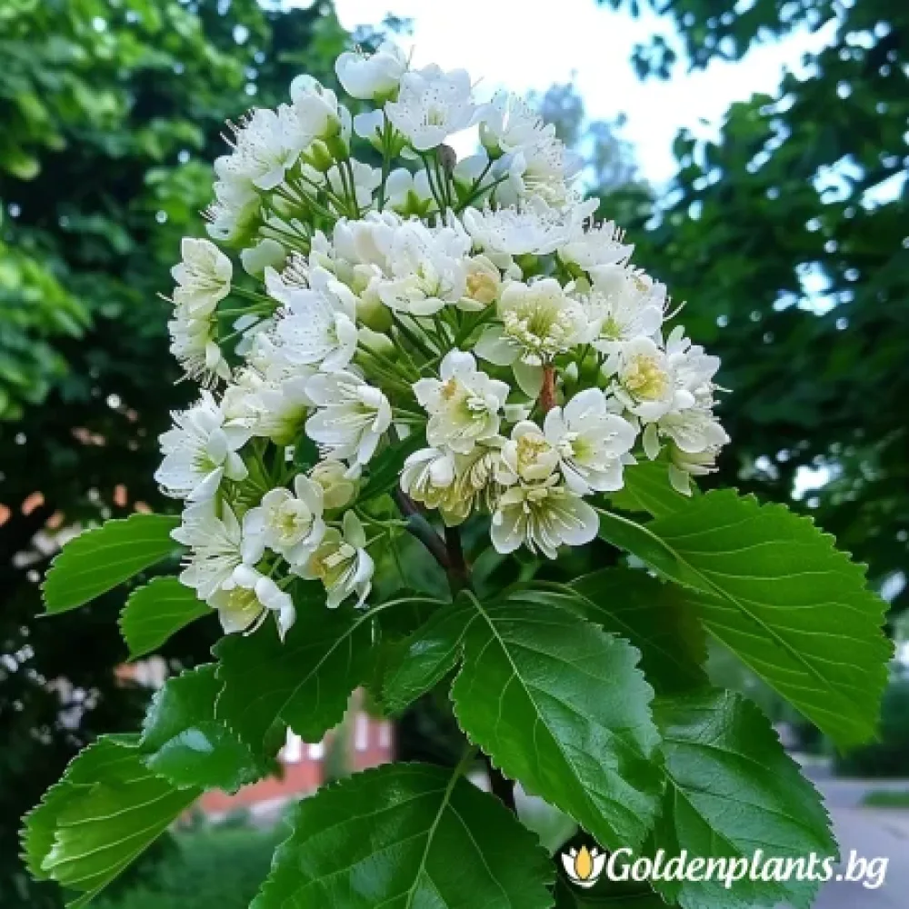 Офика Бяла 120см · за зелен двор