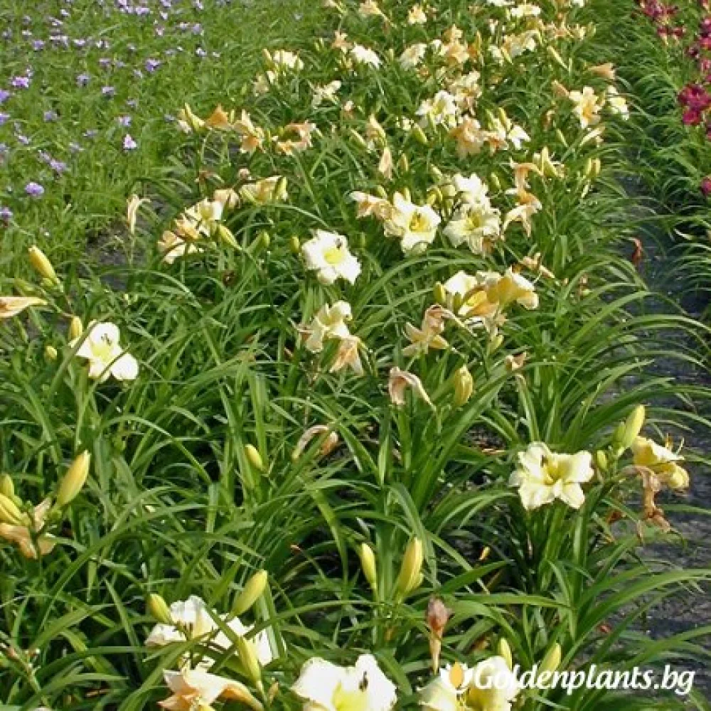 Арктически сняг · лилия дневна