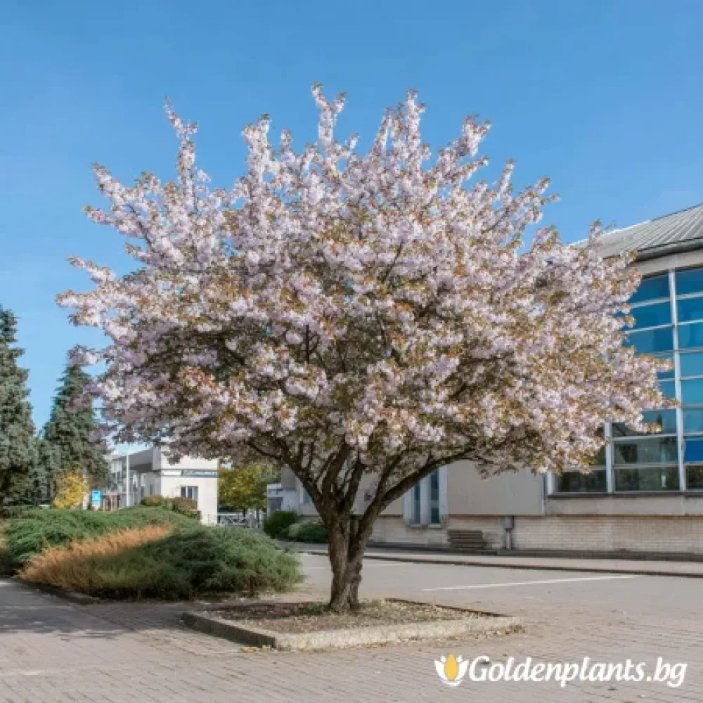 Японска Вишна Хесеи 160см · за зелен двор