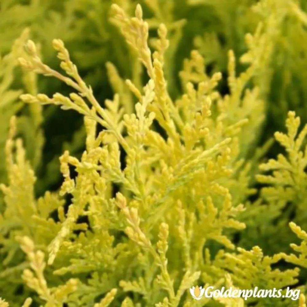 Лъжекипарис ‘Звезден Прах’