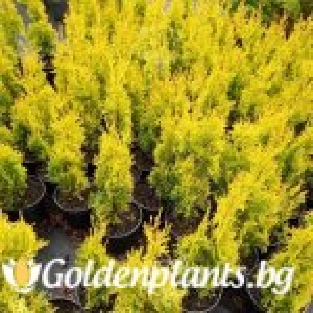 Западна туя Malonyana Aurea · за зелен двор