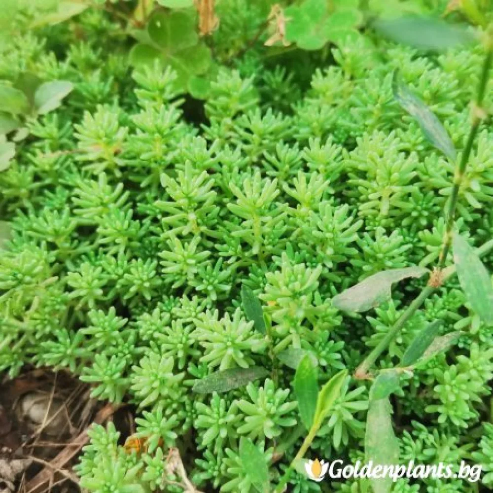 Седум green carpet зелен · растение за двора