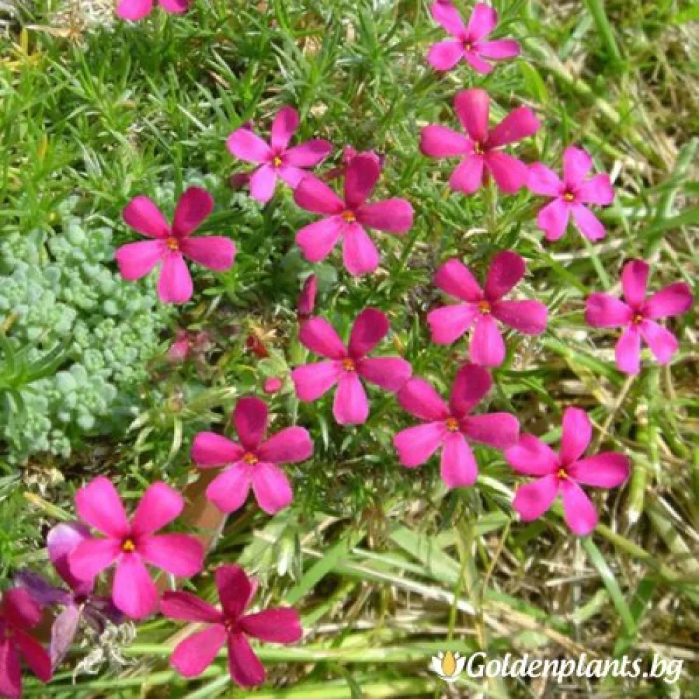 Алпийски Флокс Цикламено червен / Phlox (D) Ochsenblut · растение за двора