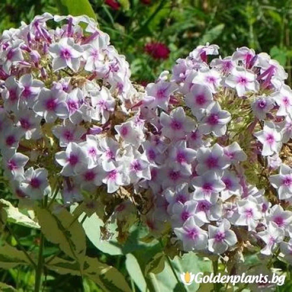 Алпийски флокс шарен · растение за двора