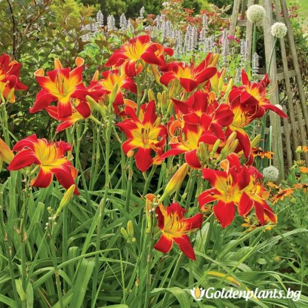 Хемерокалис /Hemerocallis · за цветни лехи
