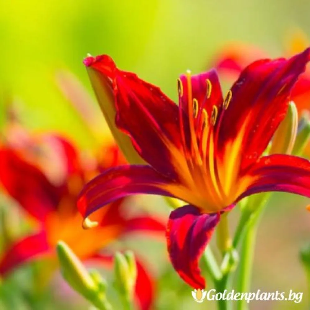 Хемерокалис /Hemerocallis · за цветни лехи
