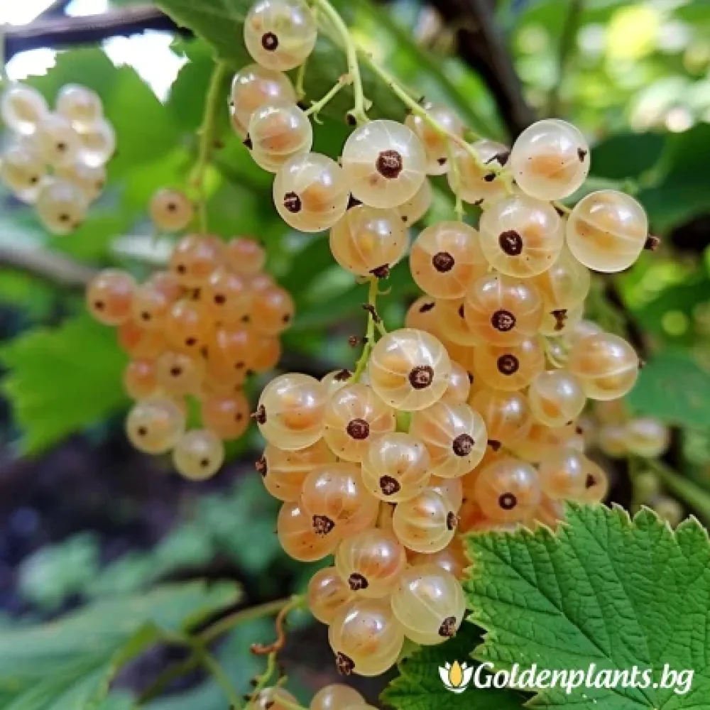 Касис ‘Бял’