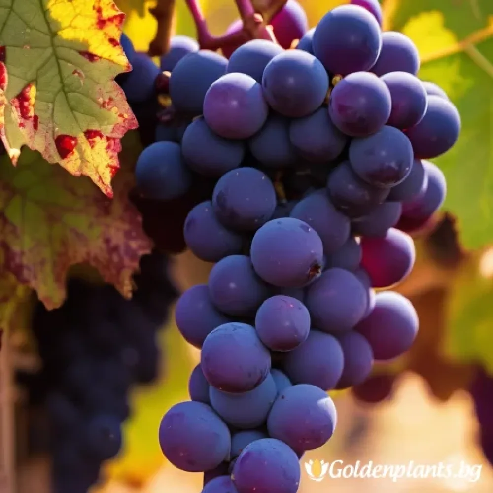 Лоза сорт Каберне Совиньон /Cabernet sauvignon/- ранно зреещ · лоза за собствен грозд