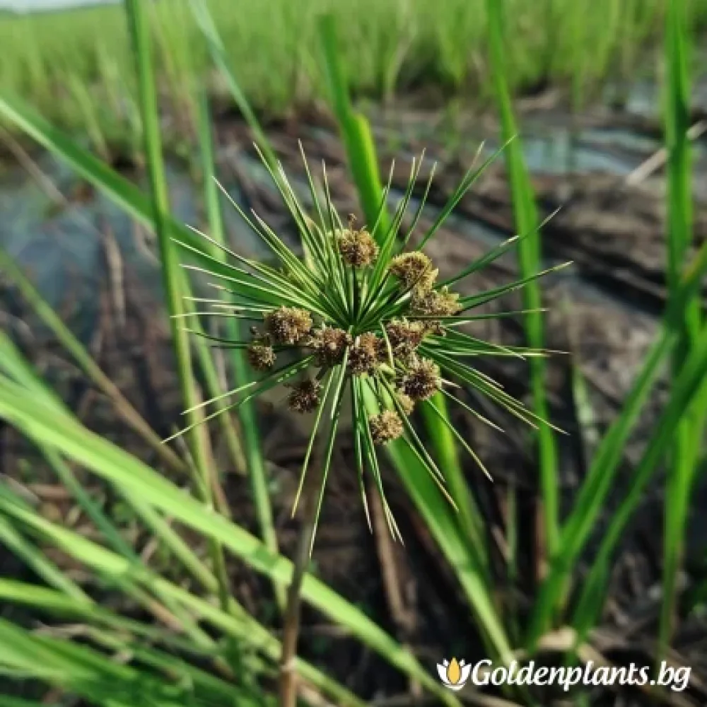 Морски Ситник · растение за двора