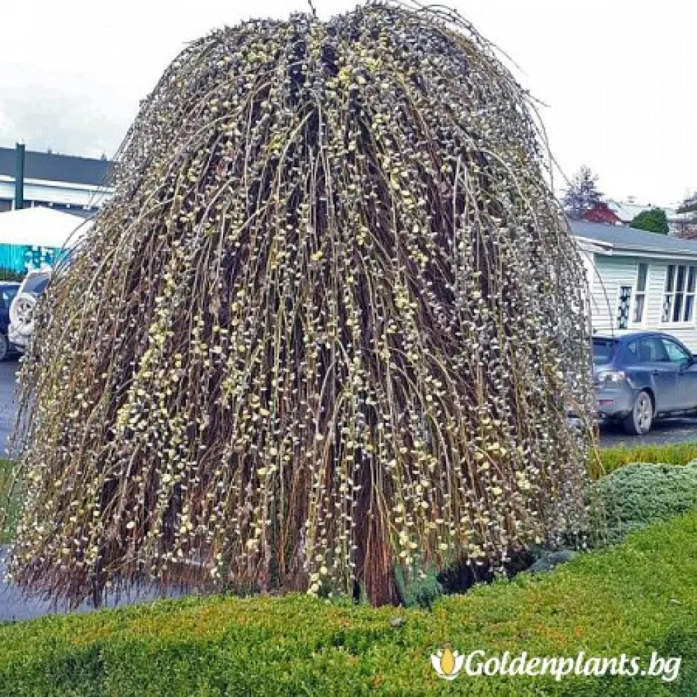 Плачеща върба ‘Ива’