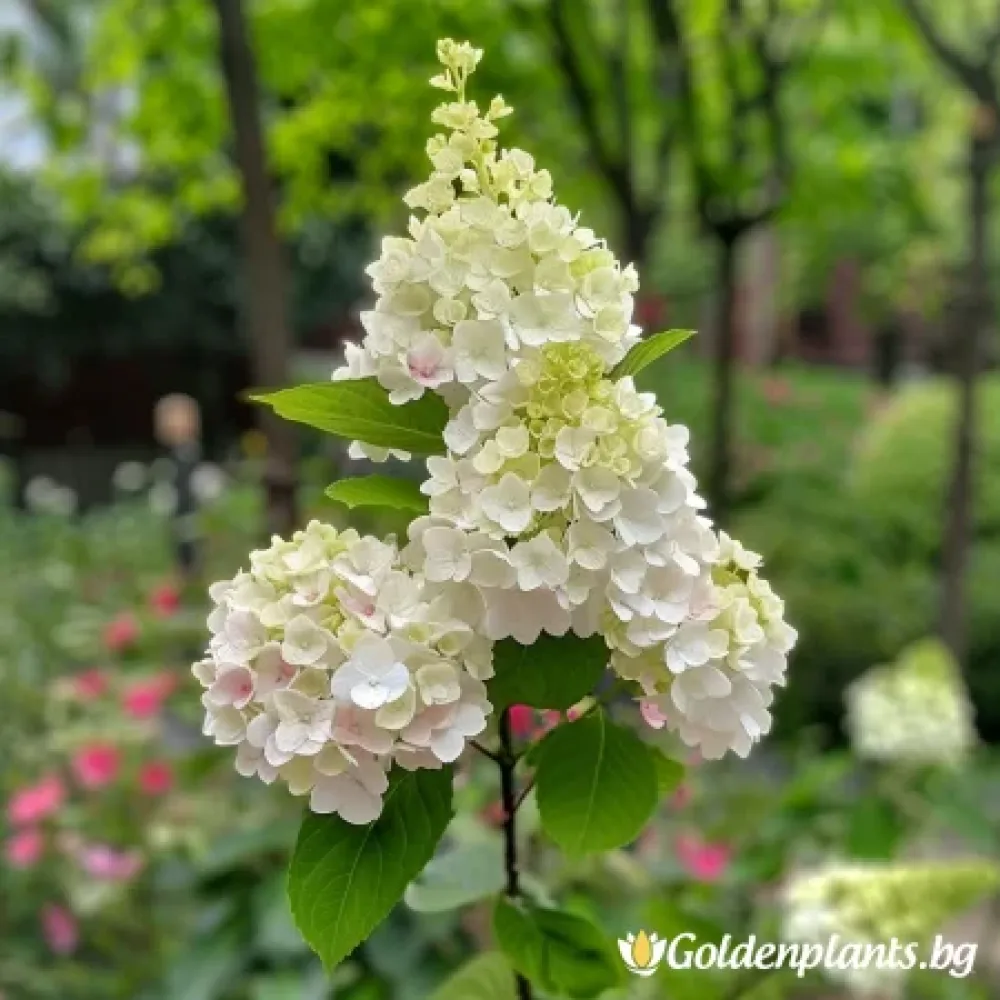 Хортензия от сорта Херкулес