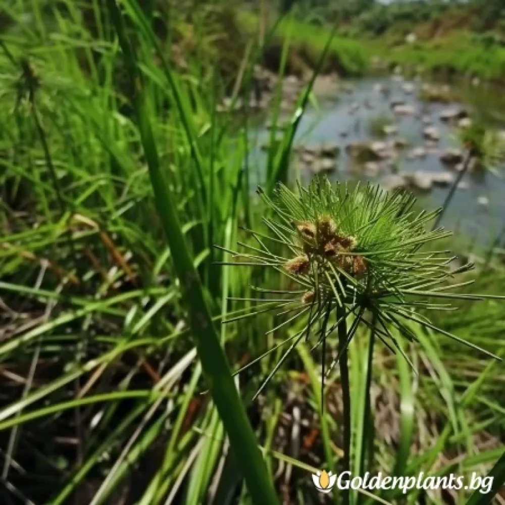 Морски Ситник · растение за двора