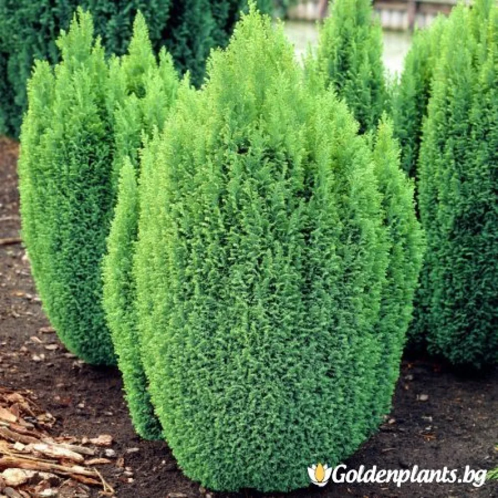 Лъжекипарис Ellwood and ’s Gold · за зелен двор