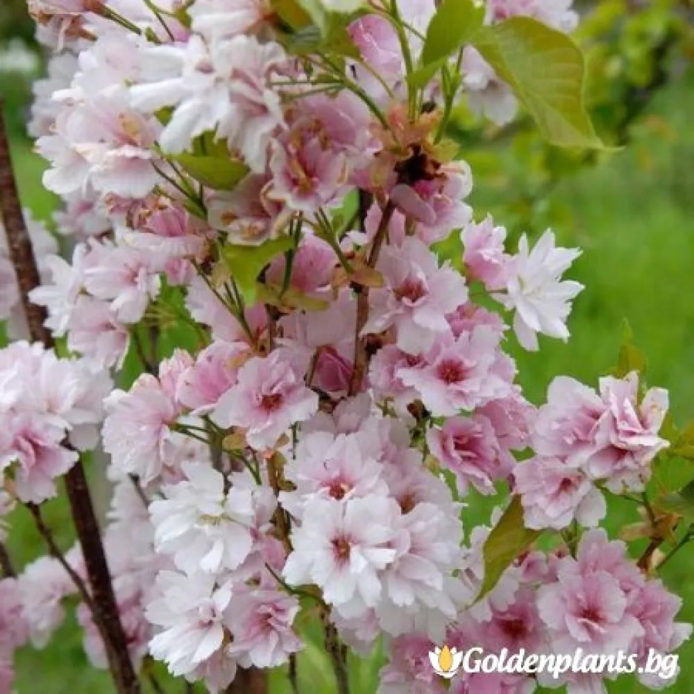 Японска вишна Аманогава 140-160 см · за зелен двор